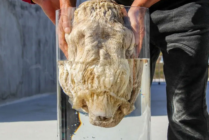 ����֥����ˮ����,����֥