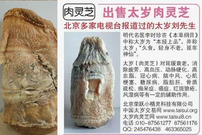 ����֥��������,����֥��