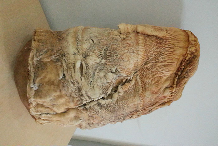 ������Ұ����֥��,������