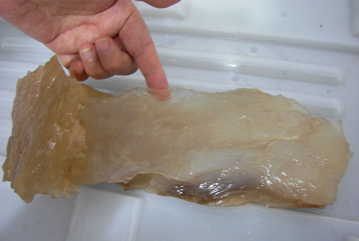 ��̫��Ҳ������֥,̫����