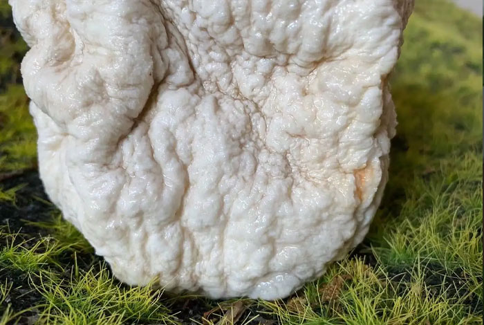 ̫������֥����������ͨ��