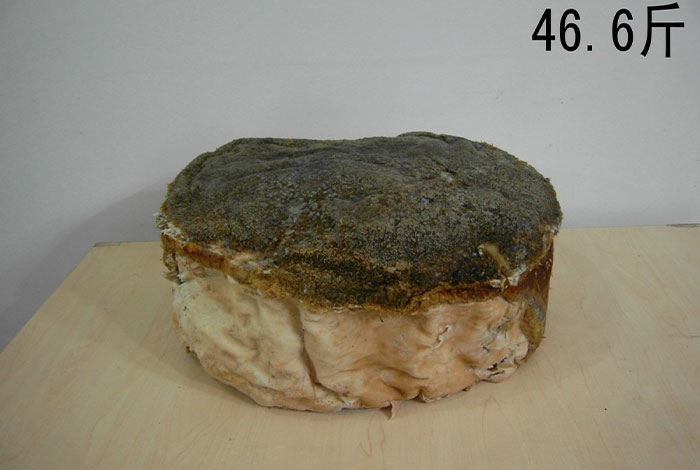 ǧ������֥����