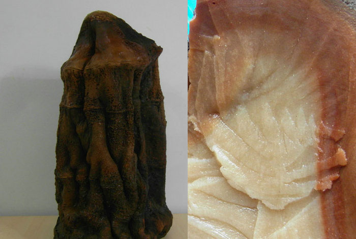 ̫������֥��ʲô���