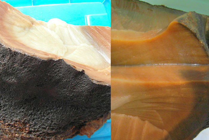 ר��һ������֥Ĥ