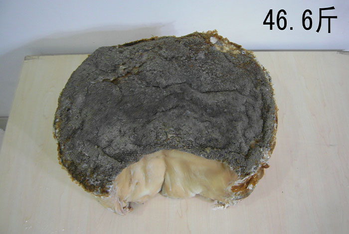 �����ڳ�����֥�ܳ�����Ƶ