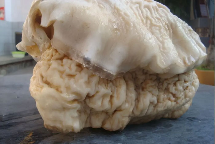 ����֥�ݶ�ÿ��Ժ�һ��