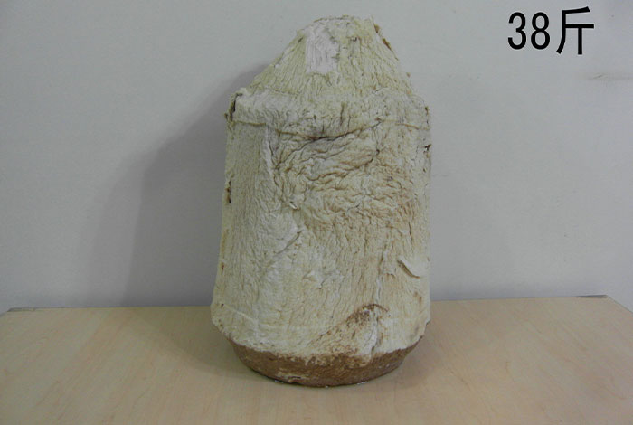 ����֥��ô����Ӫ�����