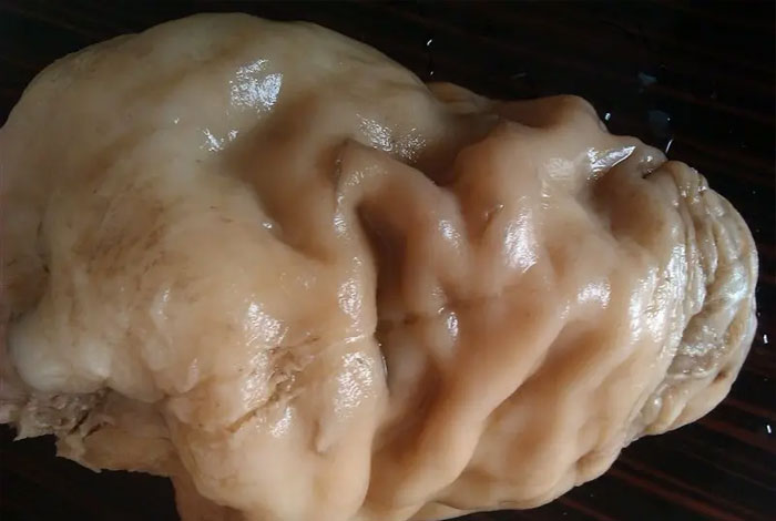 ��������֥��ʲô��