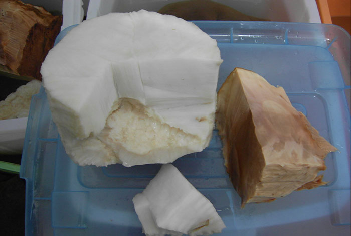 ����֥�ж��������ֲ��