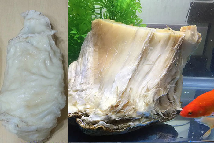 ���ջ�������֥�۸�����