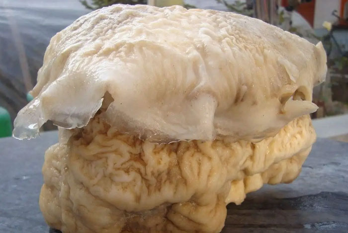 ��Բ����֥���εĹ�Ч