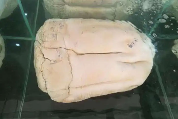 ��������֥�Ҽ�����Ƶ