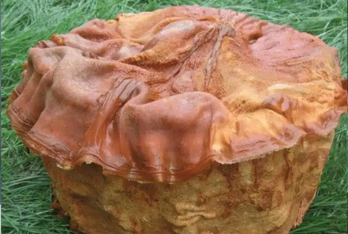 ���̵�����֥�ܳ����ж���