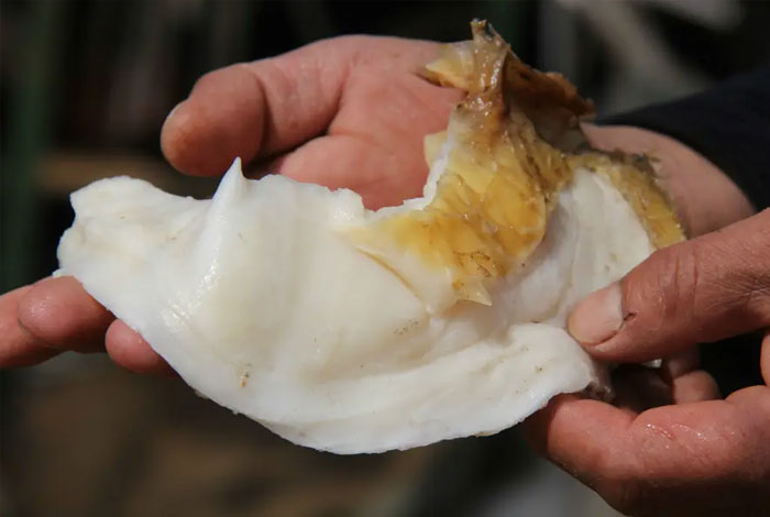 ����֥�ܲ���ʹ��