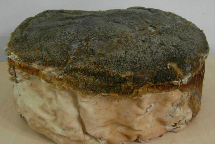 ����֥�ɾ����ܳ���ͼƬ