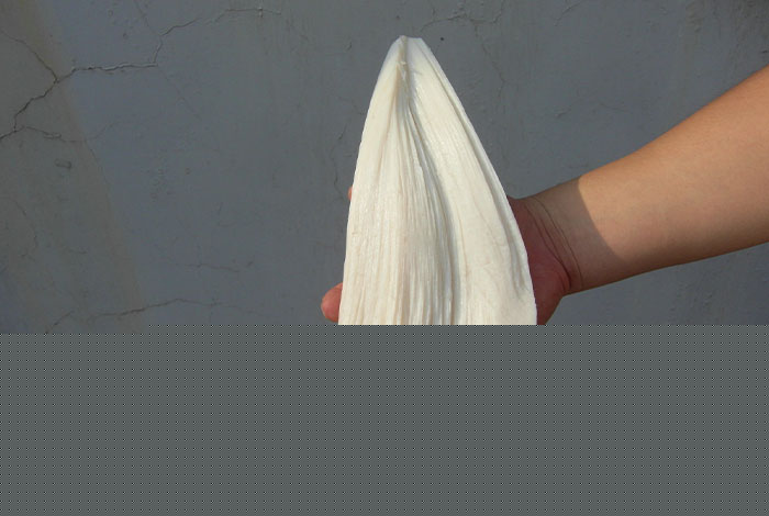 ����̫������֥���